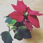 モニターレポも最後になりました🌸実は父が急病で一週間くらい家を空けてしまい&hellip;💦帰ってみると吸水スポンジに水はありましたがポインセチアちゃんは寒さでクタ〜っとしてしまいました😱.モニター中な&hellip;のInstagram画像