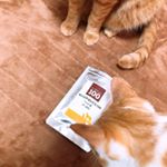 ﻿前回に引き続き、、この子にも\(◡̈)/❥&bull;・﻿﻿２匹とも興味津々です。笑﻿﻿﻿この時期人間も体調崩しやすから&hellip;﻿風邪ひいたりしないように、愛猫や愛犬﻿みんな心&hellip;のInstagram画像