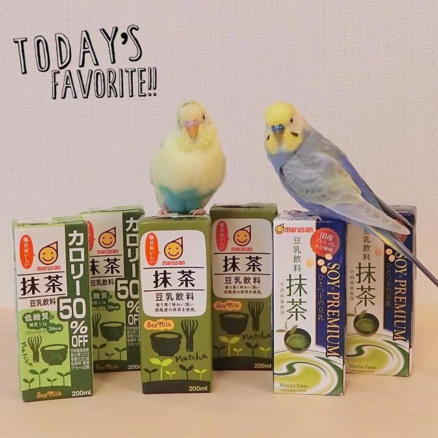 口コミ投稿：.ルル&メル:どれが一番美味しいかな？🐥🍵🐥RURU&MERU:Qual è il più delizioso?RURU&ME…