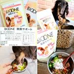 若い時はボールを追いかけ、元気に走り回ってた🐶リムっぺも、16歳9ヶ月ともなると、足腰も弱ってきてね。座る姿勢を維持するのも難しいこの頃。寝た状態から、1人で立ち上がるのも、介&hellip;のInstagram画像