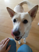 口コミ記事「【犬のこと】ドッグフード無添加安心本舗の「無添加ドッグフード」」の画像