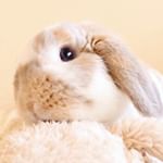 ..･:*+..お気に入りのネコちゃんをペロペロ🐈ひまわり坊やと同じ色、ニトリで見つけました🥞.sass.様から素敵なプレゼントが届きました🎁コーヒーのボディスクラ&hellip;のInstagram画像