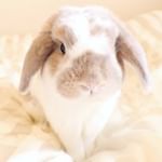 ..･:*+..明日は祝日なので今晩はまったりです🌙ひまわりもゆっくりと3時間の部屋んぽを満喫🌼楽しそうな姿を見れて私も大満足です🥰.中垣技術士事務所様から素敵なプ&hellip;のInstagram画像