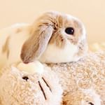 ..･:*+..大好きなネコちゃんをペロペロでキレイキレイ✨綺麗好きなひまわり坊や🌈.マルハニチロ様から素敵なプレゼントが届きました🎁なんと今回は春の新商品「肉&hellip;のInstagram画像
