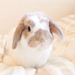 ..･:*+..お決まりの一眼レフに突進💥猪突猛進系うさぎです🐇お外を見上げる様な立っち姿も癒されます🌞.リンレイ様から素敵なプレゼントが届きました🎁新生活に大&hellip;のInstagram画像
