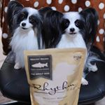 こんばんは🎵先日リリゆい、フードモニターしました😊🎵サーモンメインのグレインフリーのフードです✨うちはアレルギーはないですが、アレルギーがある子にもお勧めです😉食べさせた結&hellip;のInstagram画像