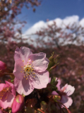 毎年咲く美しい桜