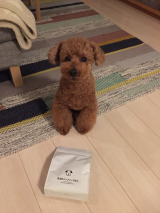 口コミ記事「無添加ドッグフード安心」の画像