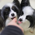 こんにちは～😃 *もたもたしていて、これから代々木公園へ出発💦間に合うかな～❔ *写真はフードモニター😊🐾無添加ドッグフード安心🐾無添加のフードがやっぱり良いですよね～&hellip;のInstagram画像