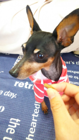 口コミ：ドッグフードの画像（4枚目）