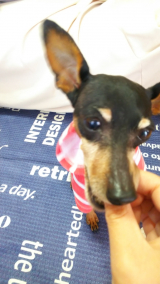 口コミ：ドッグフードの画像（5枚目）