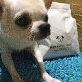 口コミ記事「ドッグフード無添加安心本舗の「無添加ドッグフード安心」☆」の画像