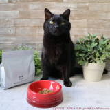 口コミ：無添加キャットフード安心～わが家のお猫様の画像（1枚目）