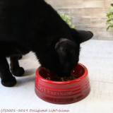 口コミ：無添加キャットフード安心～わが家のお猫様の画像（5枚目）