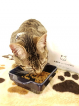 口コミ:無添加キャットフード♪の画像(2枚目)