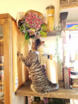 口コミ:無添加キャットフード♪の画像(3枚目)