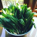 美味しい春野菜、頂きました😋春の味覚と言えば行者にんにく！毎年、醤油漬けにして味わっています。結構香りが強いので、人に会う時は要注意⚠️・ほんとにこの香りと味が癖になって、いつも箸&hellip;のInstagram画像