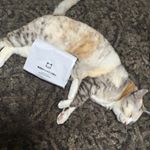 キャットフードを話題の#無添加キャットフード にしました！太りにくいしタンパク質が豊富です。カリカリは糖質が多いから良くないなーって思ってたのでお試しに✨食いつきもよし👍大が奪われてキョトンとして&hellip;のInstagram画像