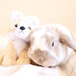 .･:*+..仲良しぬいぐるみとひまわり坊や🌻.玉露園様から素敵なプレゼントが届きました🎁濃いグリーンティー🍵暑い季節なので私は氷を入れて冷たくして頂きました🥰&hellip;のInstagram画像