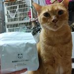 アレルギーの仔がいるので、フードは原材料をしっかり見ます。#無添加キャットフード安心 は、主原料は生肉、無着色で、なによりコーンが入っていないのがありがたいにゃあ。リジン入りって、めずらしいよね？&hellip;のInstagram画像