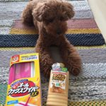 5/13は愛犬の日でしたね。家遊びの大好きならっちゃんに素敵な贈り物です。一度塗りじゃまだ甘かったかな〜今度2度目塗るからね。#トイプードルレッド#愛犬の日 #犬のいる暮らし &hellip;のInstagram画像