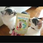【BIOONE  バイオワン  おなかサポート】愛猫のための健康補助食品✨我が家の にゃんこずに当てはまる項目は☑️下痢をすることがある☑️便の臭いがきになる☑️便が出ずら&hellip;のInstagram画像