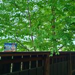 庭のグリーンが満開リビングからの眺め最高育ち盛りの子供たちの栄養バランスが心配でカルシウム サプリを。プロテインは美味しくないと言って飲んでくれないが アスリートカルシウムは美味しいと&hellip;のInstagram画像