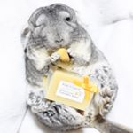 * ☆。.:＊・゜ おしゅすめの石鹸でしゅ🐭10※2P目のテンちゃんお気に入り麻布十番の手作り洗顔石鹸専門店アンティアンの人気No,1手作りのオーガニック洗顔石鹸 「ラベンダー&hellip;のInstagram画像