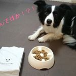 .ピノさん、新しいドッグフード当たったよ〜！.クンクン、何これ？？ごはん？？おもちゃ？？.最近、郵便物とかすぐに自分のだと思うピノ😰.無添加に惹かれて応募したらまさ&hellip;のInstagram画像