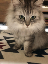 口コミ記事「無添加安心キャットフード」の画像