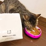 このこはうちのみうちゃん！.2歳の女の子🐈名古屋で拾われた、保護猫なんだ！新幹線で取りに行ったの💓..少しでも長生きしてほしいと思って、無添加の猫のためにとても良いと噂のキャッ&hellip;のInstagram画像
