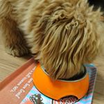 食べてます。変化が楽しみです。#小夏さん#まるぷー#inunekosapuli #BIOONE #monipla #inunekosapuli_fanのInstagram画像