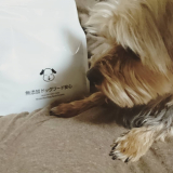 口コミ記事「無添加ドッグフード安心」の画像