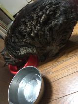 口コミ：猫だって健康志向❗️【無添加キャットフード安心】を猫達にプレゼントしてみた(o^^o)の画像（3枚目）