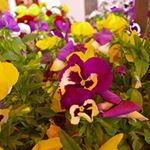 #PR・こちらの商品は、日本三大名湯の別府温泉の成分が入っていて、冷え症、疲労回復、美肌などに効果が期待できます！・使ってみるとお風呂から上がった後も体がポカポカしていて、冷え性改善の&hellip;のInstagram画像