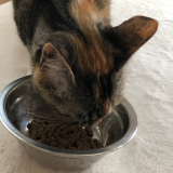 口コミ：猫のフード選び♡の画像（7枚目）