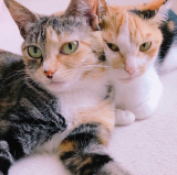 口コミ：猫のフード選び♡の画像（1枚目）