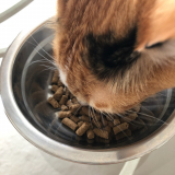 口コミ：猫のフード選び♡の画像（6枚目）