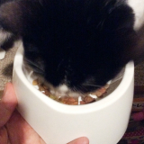 口コミ：無添加キャットフード安心☆の画像（6枚目）