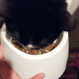 口コミ：無添加キャットフード安心☆の画像（7枚目）