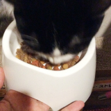 口コミ：無添加キャットフード安心☆の画像（8枚目）