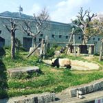 王子動物園の桜🌸🌸初めて桜の時期に行きましたが、めっちゃ綺麗！！そして、気候が良いせいなのか動物たちがよく動いてて楽しい１日になりました。子ども達も、動物も桜吹雪と広々とした道で女子4人で&hellip;のInstagram画像