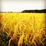 米をこよなく愛します💗特別な効能がなかったとしても、エネルギー源として無意識に日常茶飯事で摂取しているお米🌾🍚そんなお米には、まだまだ知り尽くせていないくらいたくさんの効能やメリットがたくさん秘め&hellip;のInstagram画像