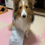 無添加ドッグフード安心をお試ししました！以前キャットフードもお試しさせていただきましたがやっぱり食いつきいいし匂い少ないしあげやすいです。無添加なので安心。美味しいご飯よかったね💓&hellip;のInstagram画像