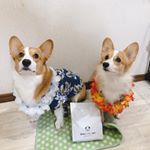 ステラの食事を療法食に変えてから数日して下痢が続きこんなことは初めてだったのですぐさま動物病院へ🏥食事が合わないとのことで普通の餌に戻すことになりました😭そこで今回はモニターさせていただくこと&hellip;のInstagram画像