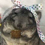 ※👸🏻👑*ﾟ🐭👸🏻👑*ﾟ🐭10※5年前から使ってる珪藻土!!珪藻土がパックになってるなんて💕*#プチプラコスメ の @pdc_jp さんの洗い流すパック💕スースーして爽快感&hellip;のInstagram画像