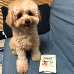 ♡バイオワン 毛づやサポート︎︎︎︎︎︎☑︎毛づやが気になる︎︎︎︎︎︎☑︎便臭がきつい︎︎︎︎︎︎☑︎おなかの調子がよくないいつものご飯にかけるだけでOK👌被毛が柔らかくなり&hellip;のInstagram画像