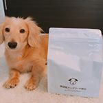 moniplaさんから無添加ドックフード頂きました♡ドライフード最近食べなくなったジル・・・これはどうかとお皿に入れたらまさかの食べてくれた😭💓残しちゃったけど（笑）もうトッピングとかなし&hellip;のInstagram画像