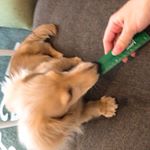 moniplaさんからまたまた頂きました💓MREフードプラス！食には厳しいジルさんは食べてくれるかなって不安だったけどちゅーるのように吸い込んでいった（笑）これオススメかも〜😊&hearts;️ #mo&hellip;のInstagram画像