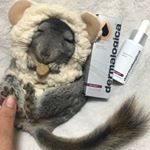 *肉球マッサージ中🐭 &bull;*&uml;*&bull;.&cedil;&cedil;☆*･ﾟタカラベルモント株式会社【ダーマロジカ】を試してみた♡*✔サロン専売品  バイオルミンCセラム*肌の明るさ、滑らかさをサポ&hellip;のInstagram画像